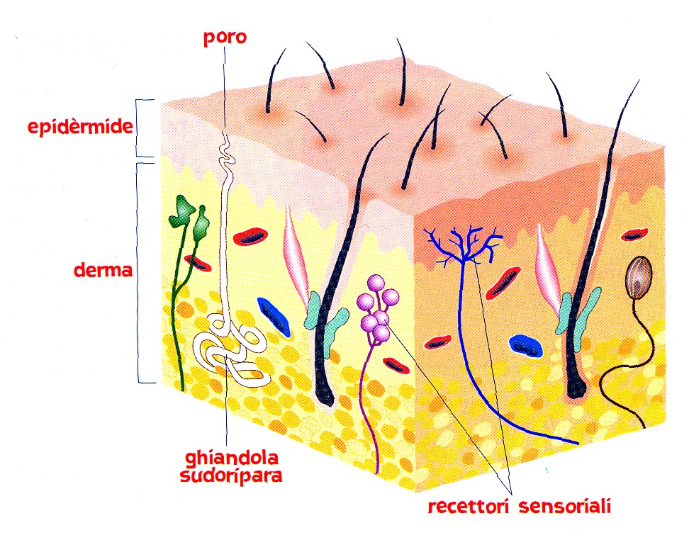 La struttura della pelle