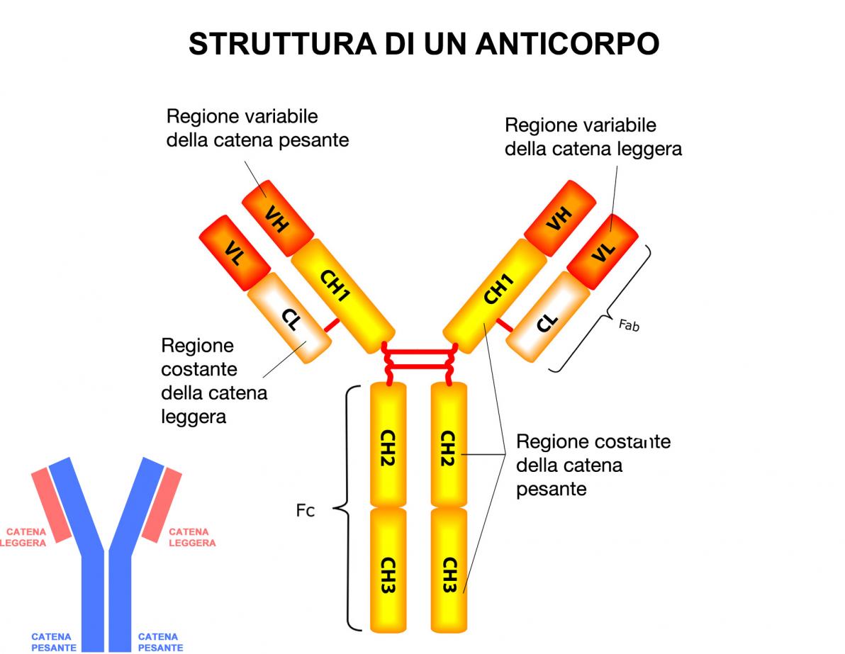 La struttura dell'anticorpo