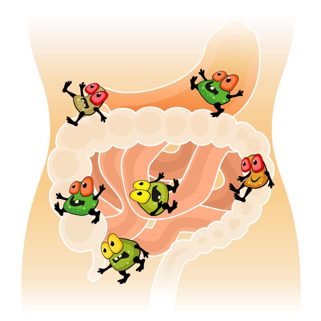 La flora batterica intestinale contribuisce alla salute dell'organismo 